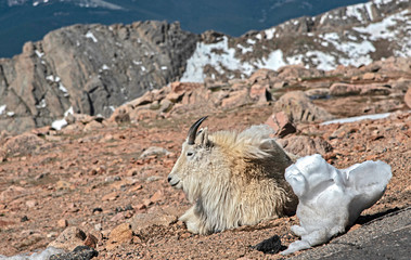 Mountain Goats come down the mountain to feed at Mt. Evans.