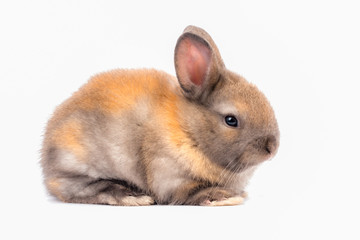 Little pretty brown rabbit
