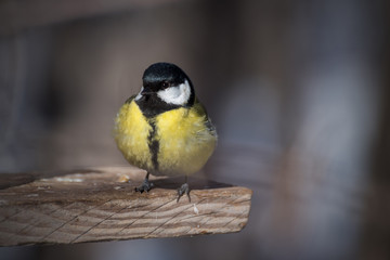 great tit on a branch