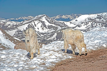 Mountains Goats feed around the snow on Mt. Evans. - 306944026