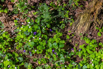Green carpet in the forest of Wood violet (Viola odorata) and Wood sorrel (Oxalis acetosella) close