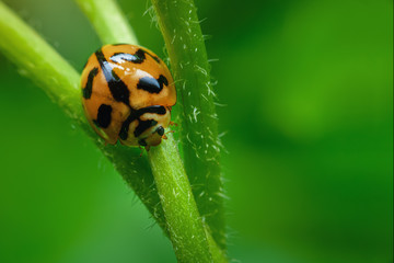 Ladybug with yellow stripes, black, walking on green leaves, beautiful morning.