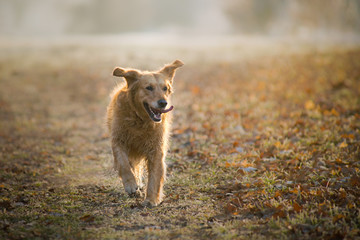 portrait of golden retriever dog