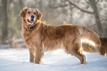 portrait of golden retriever dog
