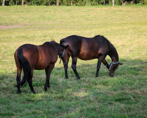 Pferde, Hengst, Stute auf einer Farm, Koppel beim grasen