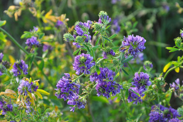 The field is blooming alfalfa