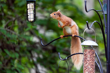 Eurasian Red Squirrel (sciurus vulgaris) © philipbird123