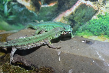 Naklejka na ściany i meble lizards live in a terrarium. sand lizard
