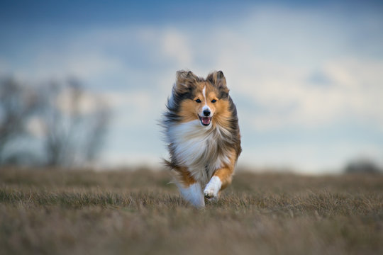 dog running in the wind