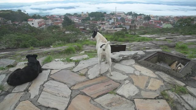 Dog looking at the fog that covers the city of Sao Thome das Letras, Brazil