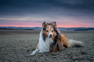 Dog on the windy field