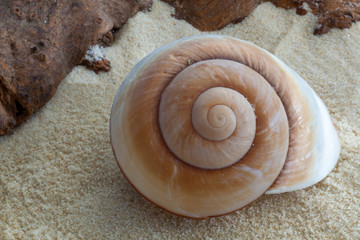 Giant Brown Snail shell