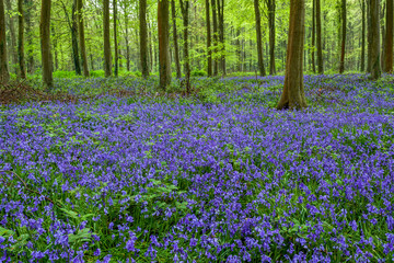 Bluebells in Wepham Woods