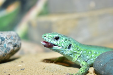 lizards live in a terrarium. sand lizard