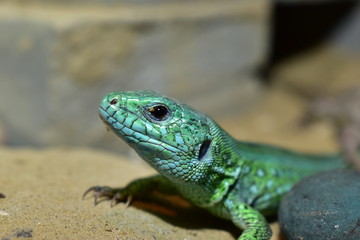 lizards live in a terrarium. sand lizard
