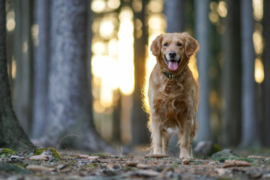 portrait of golden retriever dog