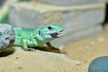 lizards live in a terrarium. sand lizard