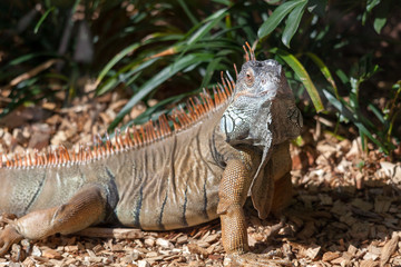 Iguana at Loro Parque Zoo