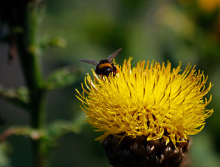bee on flower
