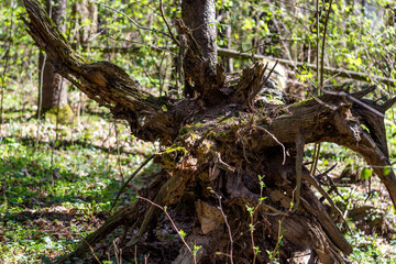 Rotten root of a fallen tree in the forest
