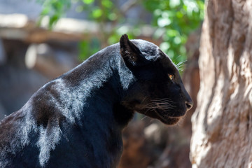 Black Jaguar