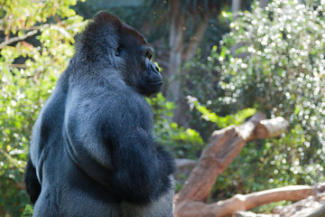 Male Gorilla
