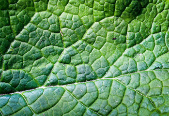 die Maserung eines Blattes, Textur eines Pflanzen Blatt