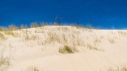 Grass in desert sand