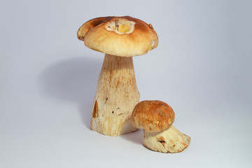 Boletus edulis king bolete isolated on white background close up porcini