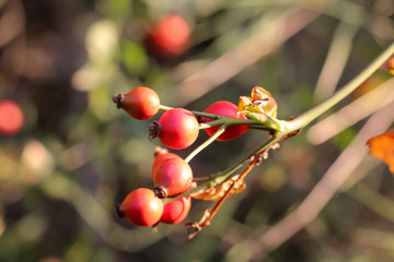Hagebutten am Dornigen Strauch, Hagebutten sind natürliche Heilmittel