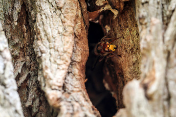 Hornissen kommen aus ihrem Bau in einem hohlen Baumstamm