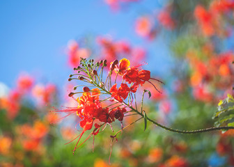 Fabulously flamboyant red blossom