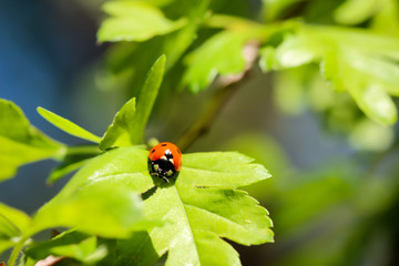 Fototapeta premium eine Nahaufnahme eines Marienkäfer auf einem Blatt