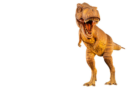 Tyrannosaurus rex ( T-rex ) is walking and open mouth and copy space on left site . Front view . Black isolated background . Dinosaur in jurassic peroid . Embedded clipping paths .