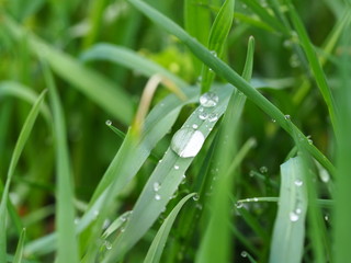 dew on grass