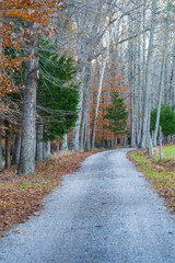 Forest scene of a dirt path in the woods.