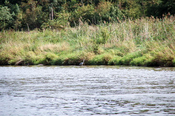 einige Graureiher am Ufer der Saale auf Nahrungssuche