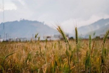 Wheat Field