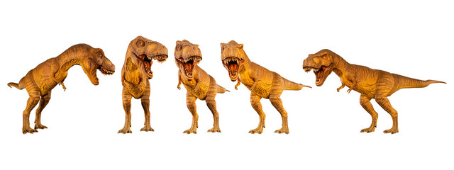 Tyrannosaurus rex ( T-rex ) is walking and snarling . Set of various dinosaur posture . White isolated background . © stockdevil