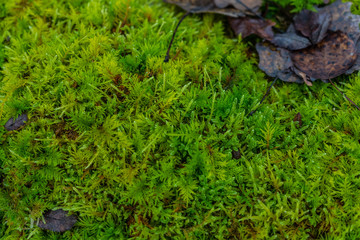 Green moss. Moss texture. Background, texture with space for text. Sweden. Scandinavian nature.