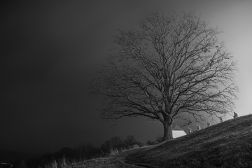 tree in the night fog