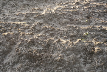 frozen plowed soil in winter