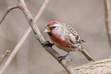 Common redpoll acanthis flammea male sitting on branch. Cute little nordic songbird in wildlife.