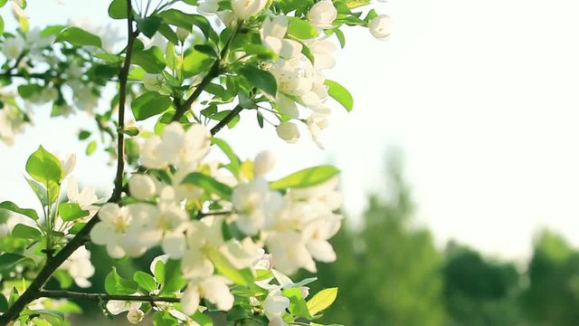 A blooming branch of apple tree in spring with light wind. Blossoming apple with beautiful white flowers.