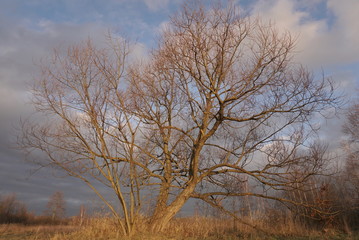 Autumn tree without leaves on a background of blue sky