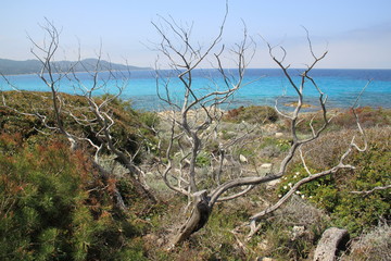 Saleccia