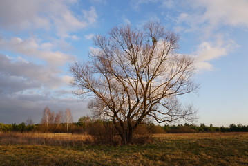 Autumn tree without leaves on a background of blue sky