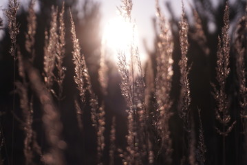 dry grass seeds in sunlight