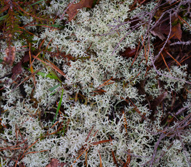 Lichens in the Swedish forest. Lichen texture. Background photo with space for text. Sweden. Scandinavia.