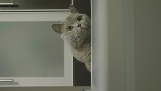 Cute silly cat peeking from around the corner. Big fluffy cat peeks out the corner. Cat hid on a shelf and peeps out. Cat looking funny.